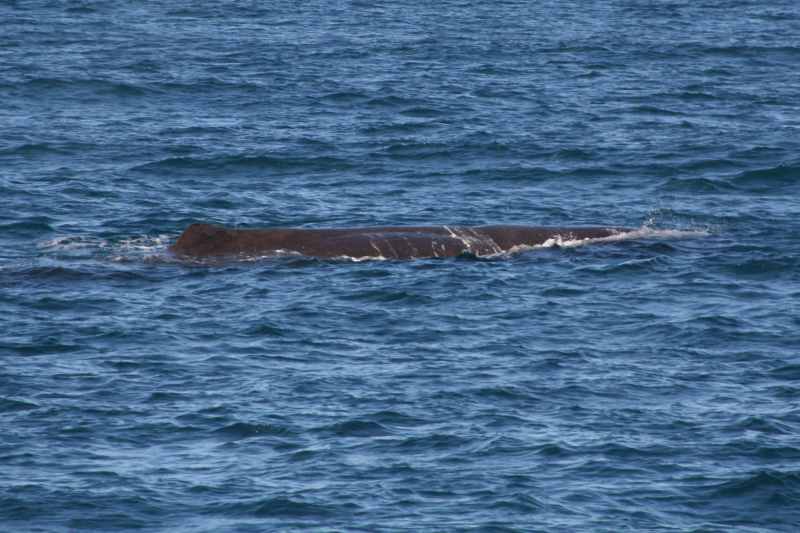 Nieuw-Zeeland 2011 - 1199